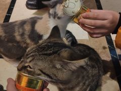 -猫色咖啡·猫咖