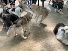 -TrueLove @ Neverland (Husky Cafe)