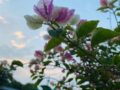 -松山湖梦幻百花洲