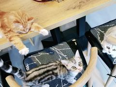 -平行世界·猫咖(首经贸店)