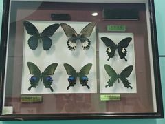 -上海昆虫博物馆