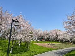 -径山花海
