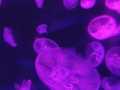 -哈尔滨波塞冬海底世界
