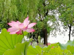 -石家庄市植物园
