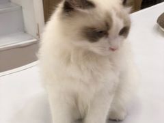 -COLOR PETS 撸猫馆·购猫·猫咖(长风大悦城店)