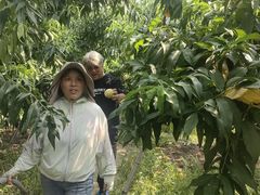 -老袁家蜜桃农场·阳山水蜜桃