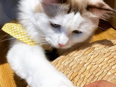 -啵啵喵·猫咖(攀华国际店)