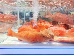 -盒马X会员店(上海森兰商都店)