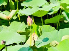 -莲池书院博物馆