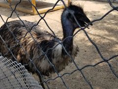 -长白岛森林公园