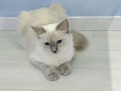 -喵的天空名猫咖啡馆·撸猫·猫舍·用品
