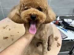 -宠福鑫康馨动物医院·骨科·眼科