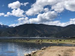 -纳帕海依拉草原