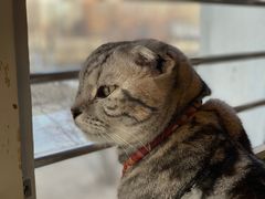 -名猫咖啡馆·撸猫·拼豆