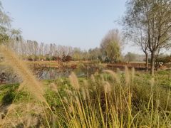 -东郊湿地公园