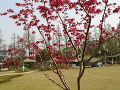 -上海长兴岛郊野公园