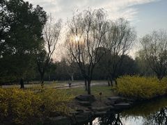 -上海共青森林公园