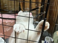 -树洞桌游宠咖小酒馆