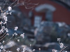 -大觉寺-停车场