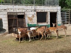 -青藏高原野生动物园