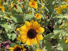 -深圳国际园林花卉博览园