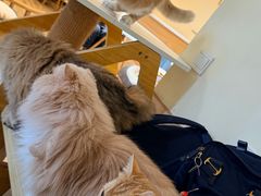 -滚猫咖啡·猫咖·猫友好撸猫(未来城店)