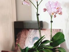 -双季花艺园艺市场(浦东店)