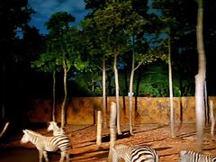 -清迈夜间动物园