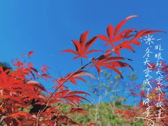 -广州市帽峰山景区