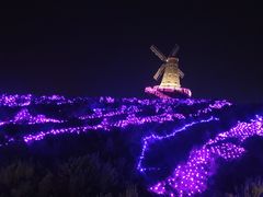-大塘金香草谷