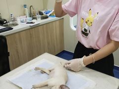 -佩兹宠物医院肿瘤专科·眼科·牙科(黄浦店)