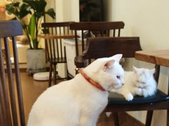 -有猫主题·治愈系猫咖(曾厝垵店)