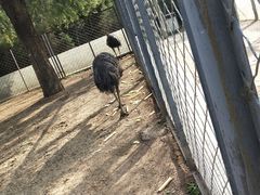 -长白岛森林公园