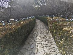 -香雪海
