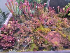 -中国科学院西双版纳热带植物园