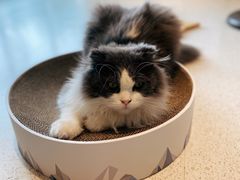 -飞行喵MR PILOT|猫舍·猫咖(静安大融城店)