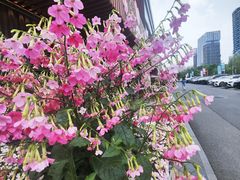 -苏宁广场·城市奥特莱斯(天府立交店)