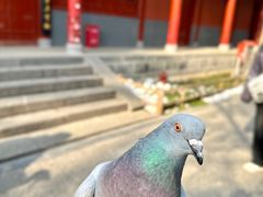 -洛阳白马寺