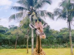 -海南热带野生动植物园
