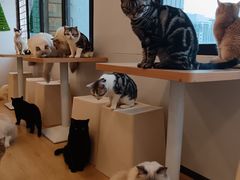 -有喵·猫咖·狗咖·30几只猫10只小狗(岗厦店)