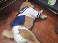 -逗柴咖啡屋·狗咖猫咖宠物桌游
