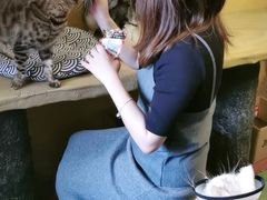 -猫猫幼稚园·撸猫·桌游·电玩