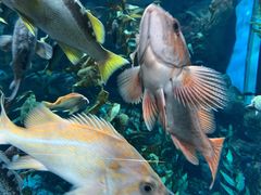 -瑞普利水族馆