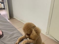 -中农大我爱我爱动物医院·核磁CT·猫病·24小时夜诊中心(石佛营店)