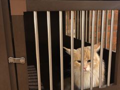 -more than meow吴止猫主题餐厅(承德 中船汇店)