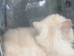 -瑞鹏宠物医院·夜间急症·心超·猫科(祖庙分店)
