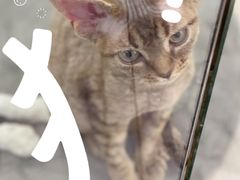 -momokira米努特·德文卷毛猫·棉花面纱犬