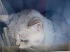 -创凡宠物医院·骨专科  猫科中心(西乡分院)