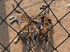 -西霞口神雕山野生动物世界