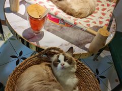 -喵喵咪呀布偶猫咖(春熙路店)